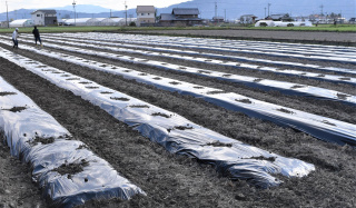 マルチ張りが終了！