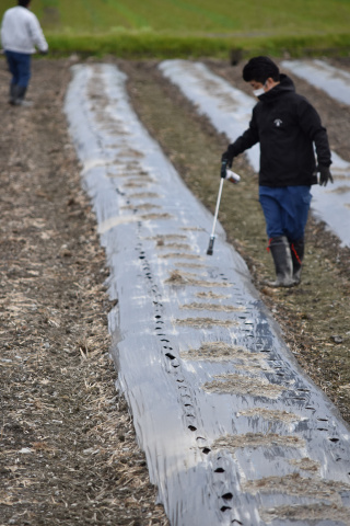 こつこつマルチに穴開け