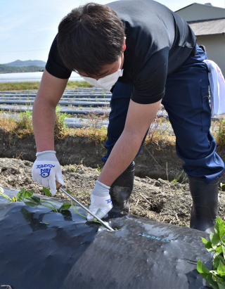 定植は簡単そうに見えて意外とコツがいるんです