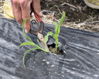 ハサミで一本ずつチョキチョキ